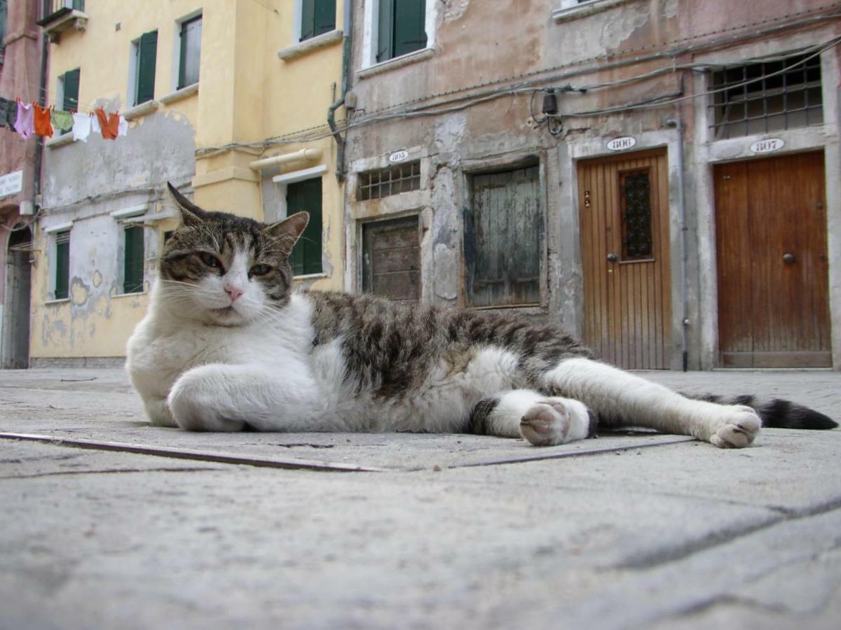 Apartment Essence Of Venecia Exterior foto
